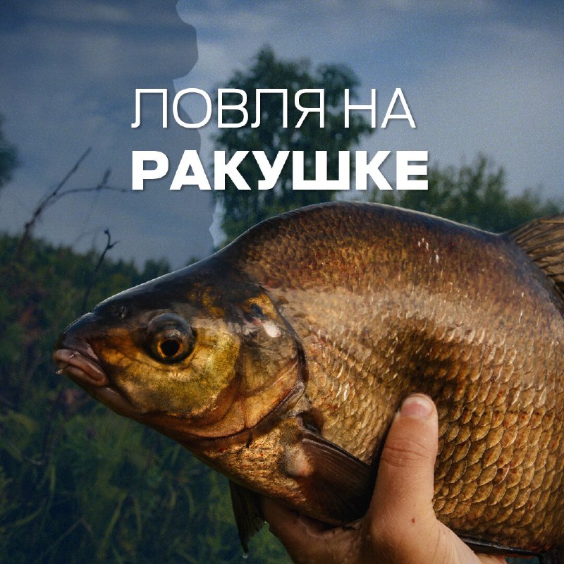 ​Рыбалка рядом с колонией перловицы, дрейссены или других моллюсков — занятие интересное, но непростое. Ракушка — серьёз