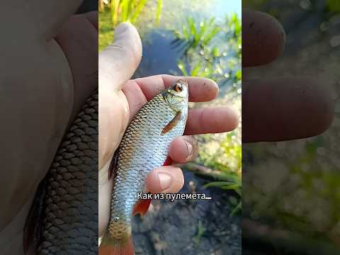 #рыбалка #fishing #краснопёрка #поплавок #неман