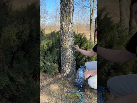 Как собирать березовый сок