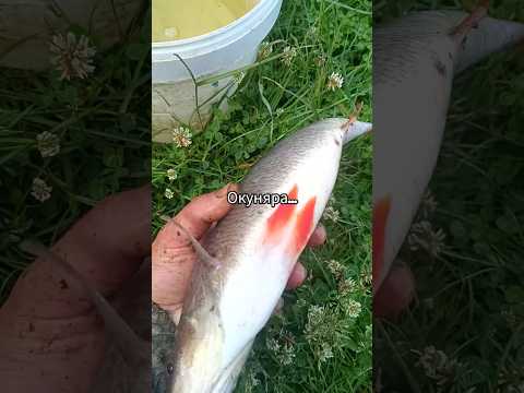 #рыбалка #fishing #окунь #гигант #неман