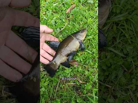 #рыбалка #fishing #линь #старица #поплавок