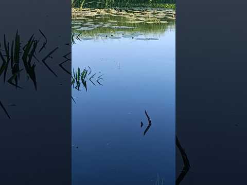 #fishing #рыбалка #линь #карась #fishing