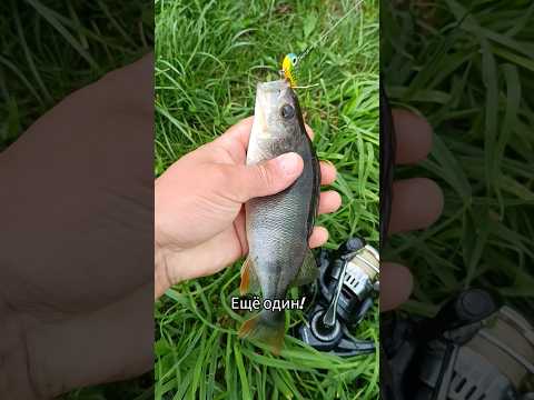 #рыбалка #fishing #окунь #спиннинг #неман