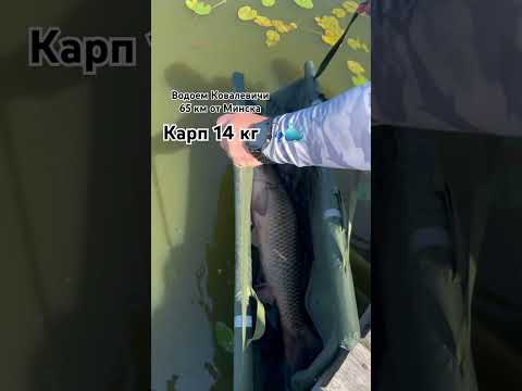 23 сектор, 14 кг ?? #carpfishing #рыбалка #рыбалканаозере