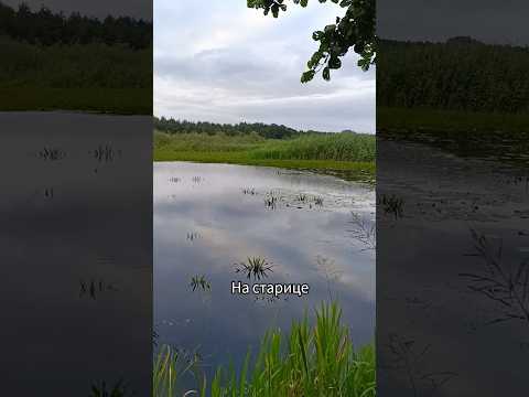 #рыбалка #fishing #поплавок #налиня #старица