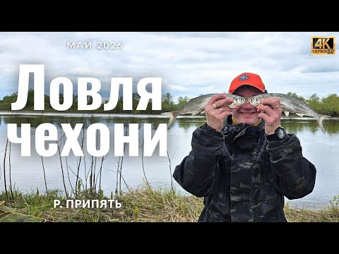 Чехонь на Припяти в мае!