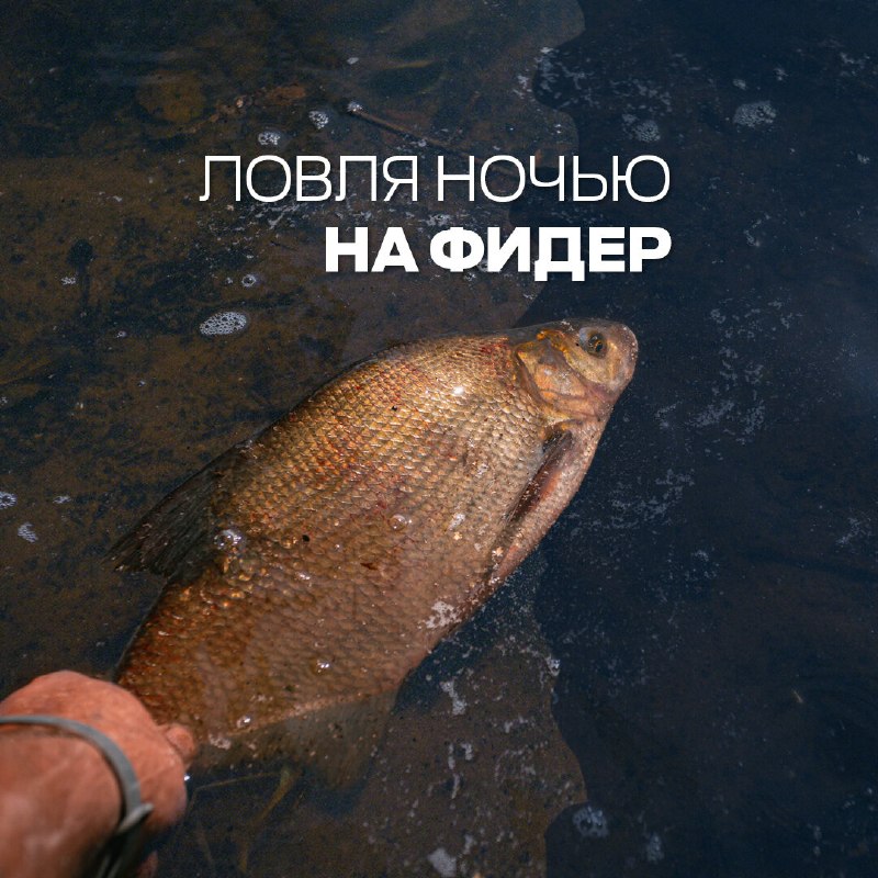 ​Если вы ещё ни разу не ездили на ночную рыбалку, стоит попробовать. В летнюю жару она часто оказывается результативнее 