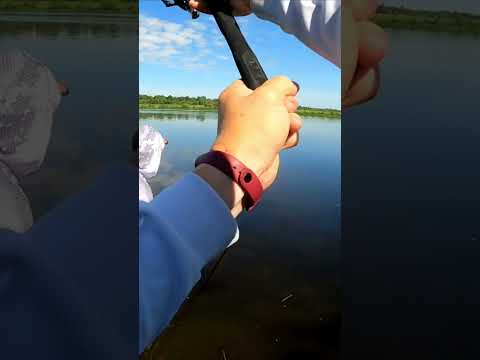 Кайф фидерной рыбалки в одном видео... ??