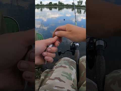 Как спасти тур, если клёв ВЫКЛЮЧИЛИ? ??