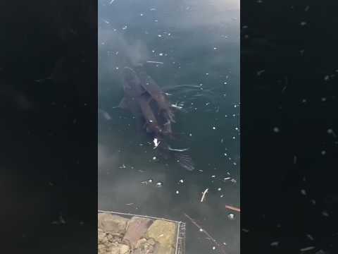 Щука на нересте #рыбалка #fishing
