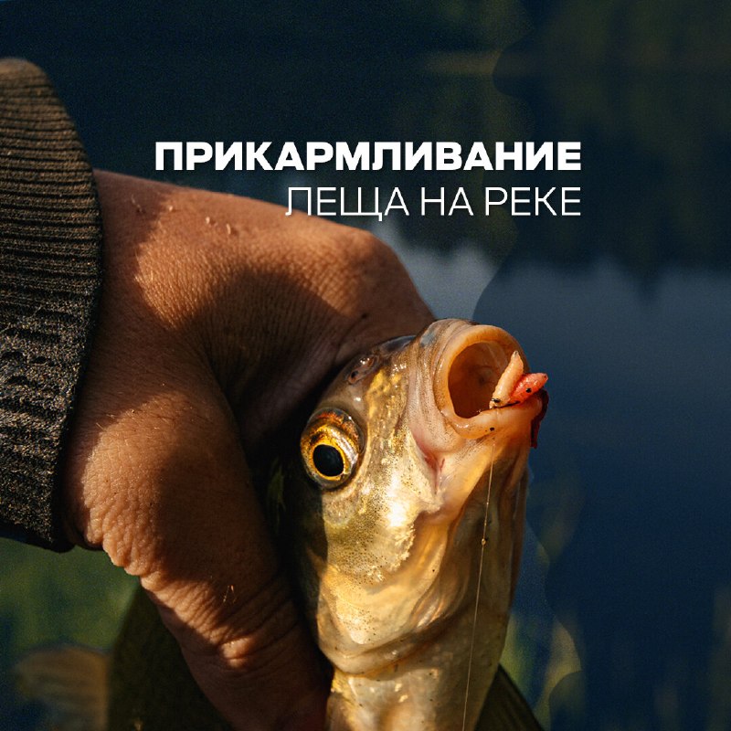 ​Летняя ловля леща на реке — занятие непростое, но увлекательное и результативное. Особенно если уметь анализировать сит