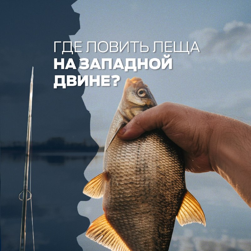 ​Западная Двина — река непростая для фидерной ловли, но при правильном выборе места она радует поклёвками крупных и даже
