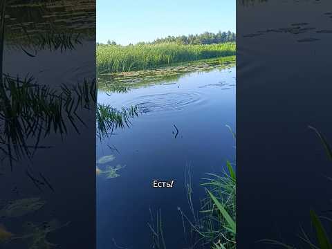 #fishing #рыбалка #старица #карась