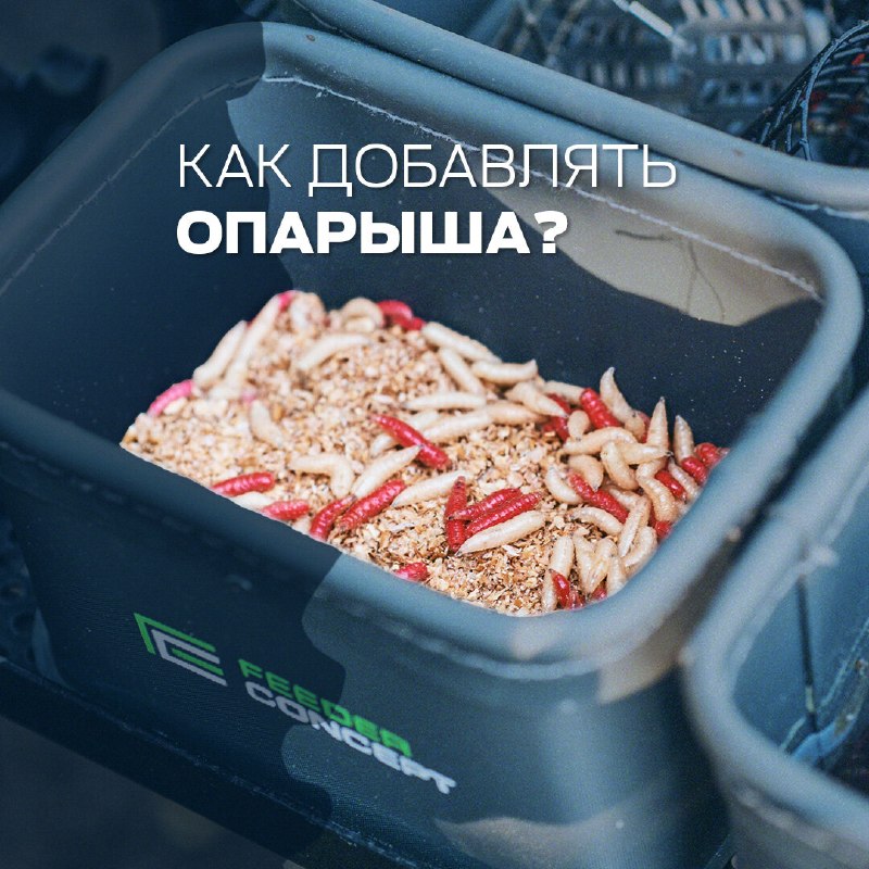 ​Опарыш — одна из лучших добавок при ловле белой рыбы летом. Рассказываем, как применять его в фидерной и поплавочной ло