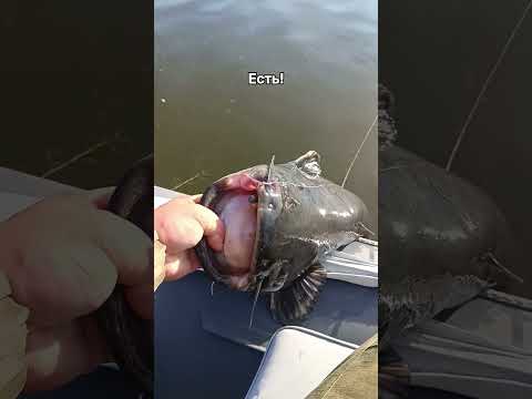 #рыбалка #сом #трофей #спиннинг #fishing