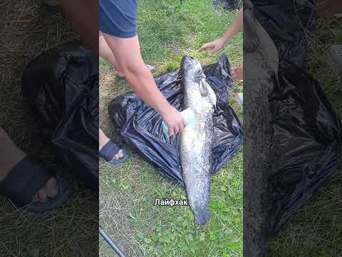 #fishing #рыбалка #сом #лайфхак #неман