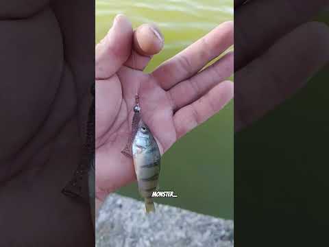 #рыбалка #fishing #окунь #микроджиг #озеро
