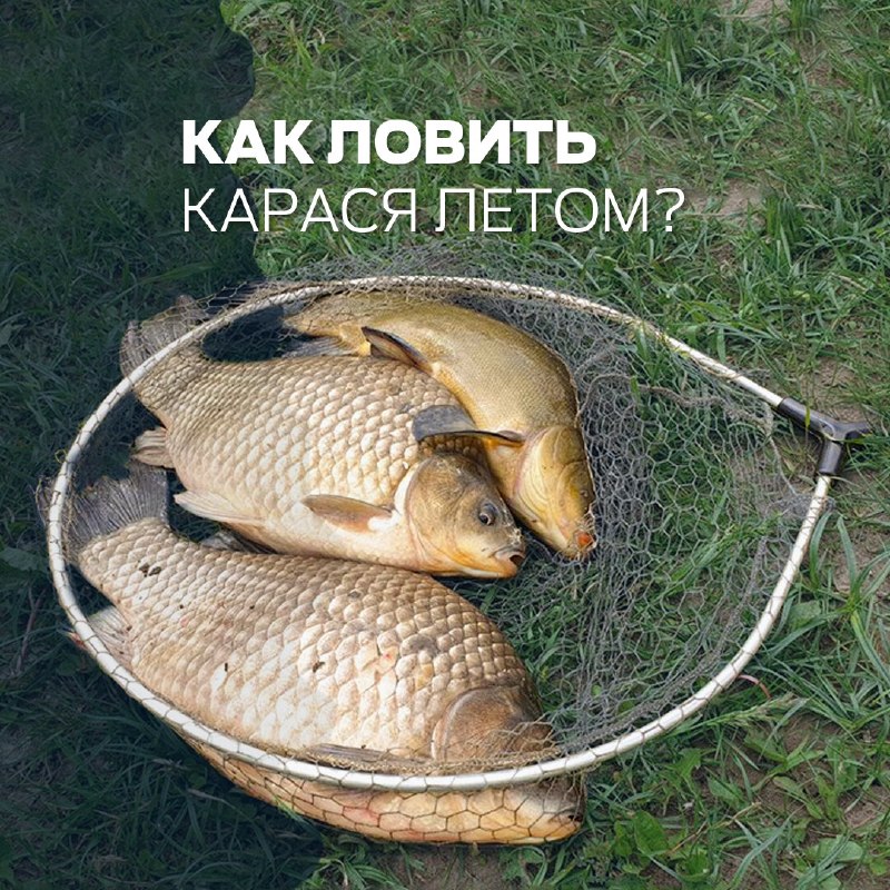 ​Несколько советов, которые помогут сделать рыбалку на карася более успешной.Карась любит растительность. Ловить его на 
