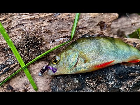 Мормышинг c Олта Колибри. Летняя рыбалка на мормо спиннинг