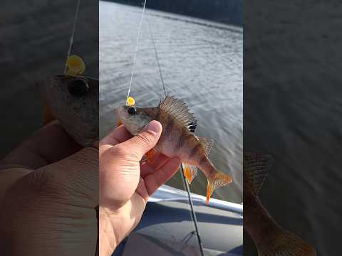 #рыбалка #fishing #спиннинг #окунь #неман