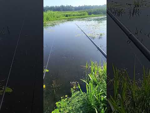 #рыбалка #fishing #линь #напоплавок #неман