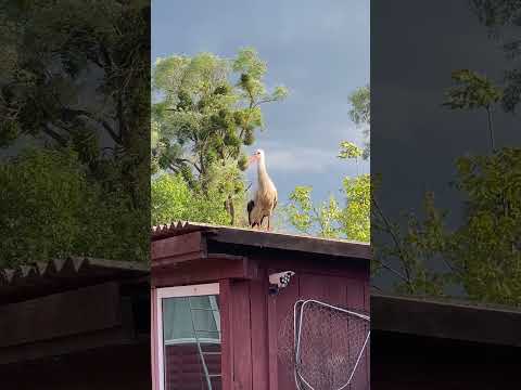 Кормим домашнего аиста #припять #беларусь #аист #рыбалкавбеларуси