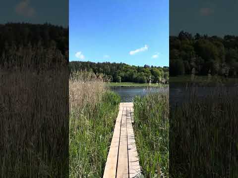 ‼️Обзор 8 сектора водоем «Ковалевичи» ✨ #carpfishing #рыбалка #nature #озеро