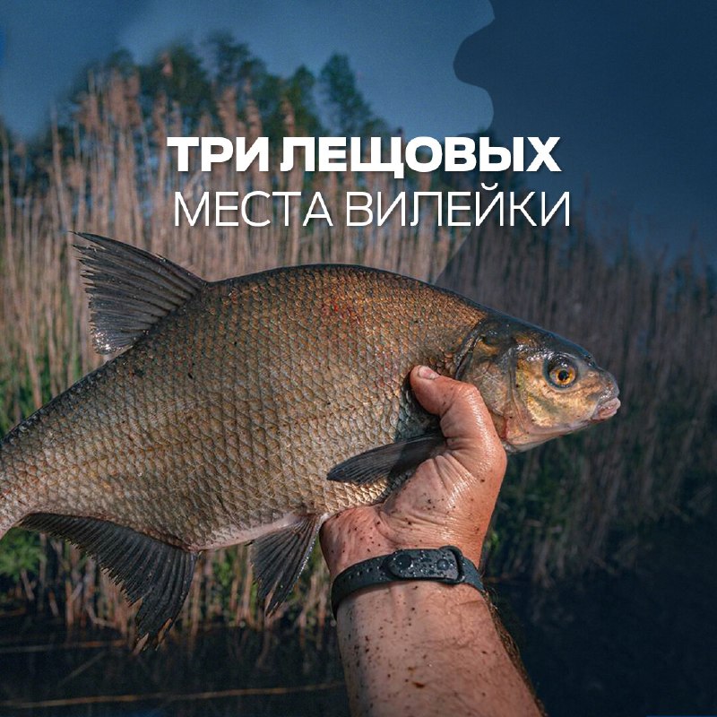 ​Вилейское водохранилище летом привлекает многих любителей леща. Рассказываем о трёх локациях, где шансы на хороший улов