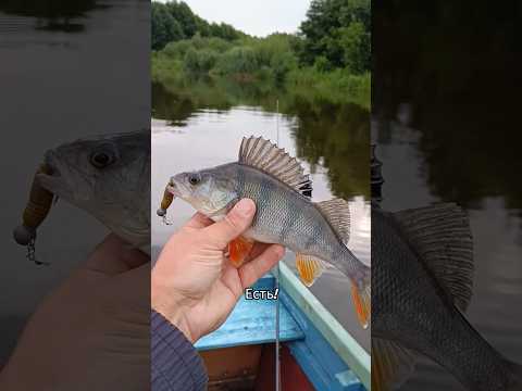 #рыбалка #fishing #спиннинг #окунь #неман