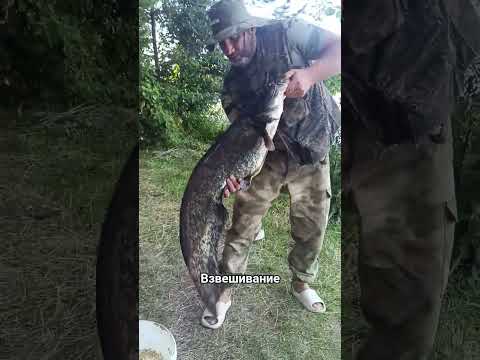 #рыбалка #fishing #сом #вес #наспиннинг