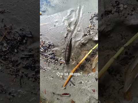 #fishing #рыбалка #личинка #монстр