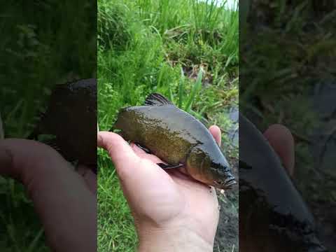 #рыбалка #fishing #линь #поплавок