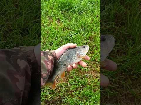 #рыбалка #окунь #наракушку # #fishing #неман