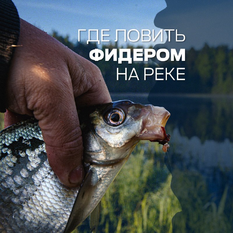 ​Собираетесь на реку с фидером? Прежде чем доставать кормушку, осмотритесь. Рыба держится там, где есть корм, укрытие и 