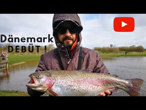 Lachsforelle auf Fishup Debüt in Dänemark Kampfstark!