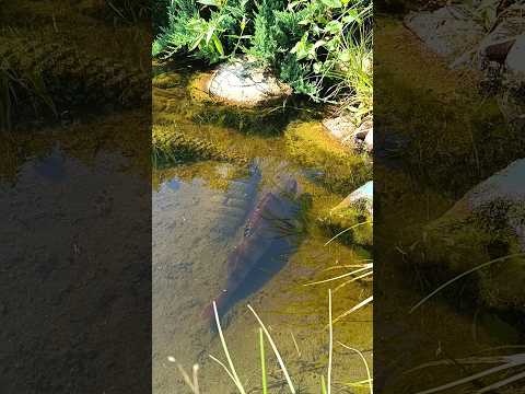 #окунь #впруду #рыбалка #fishing