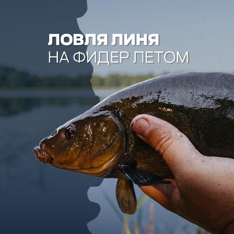 ​Главное в летней ловле линя — правильно выбрать место. Поплавочникам проще: они ловят даже в маленьких окнах среди трав