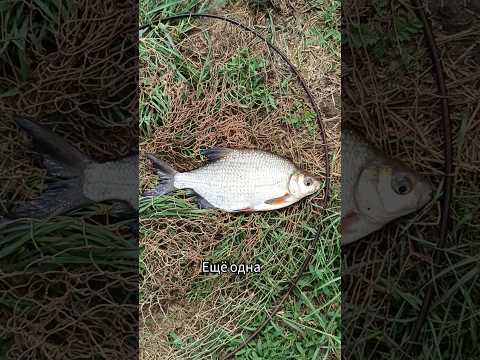 #fishing #рыбалка #густера #неман #фидер
