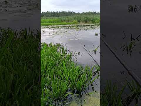 Боковой кивок #рыбалка #fishing