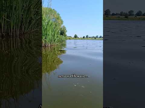 #fishing #рыбалканаозере #неман #лето