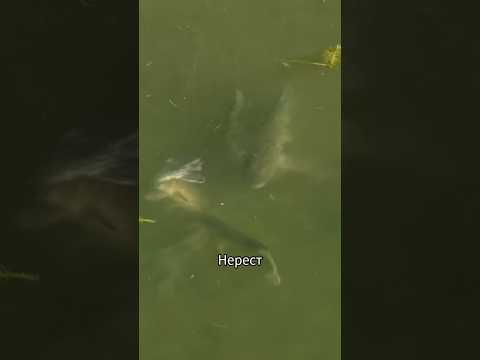 Щука нерестится