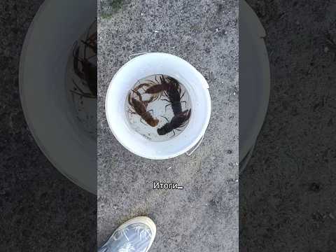#рыбалка #итоги #улов  #fishing #раки
