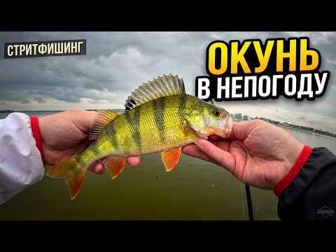 Стритфишинг и SeaKnight WR4: Как ловить окуня, когда погода против тебя