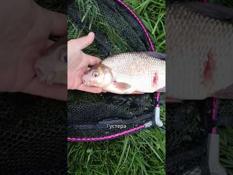 #густера #нафидер #рыбалка #fishing #неман