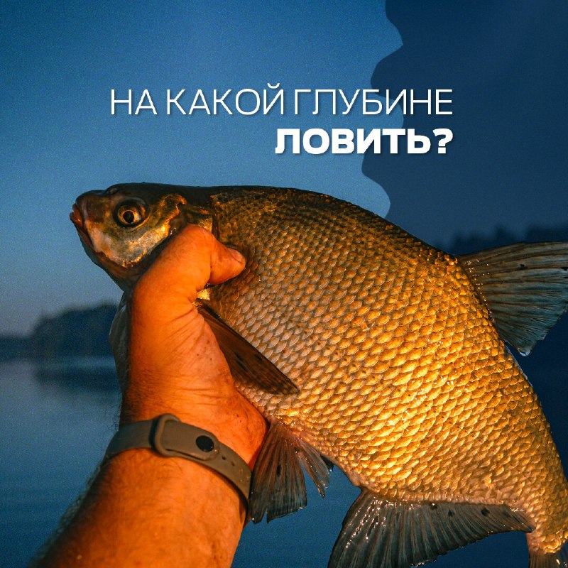 ​Летом результат рыбалки зависит не только от места, но и от глубины в нём. Разбираем, на каких горизонтах стоит искать 
