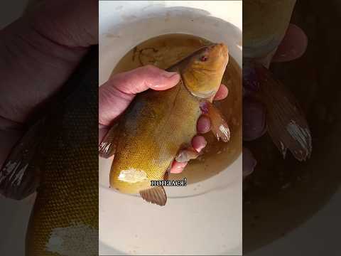 #fishing #рыбалка #поплавок #линь