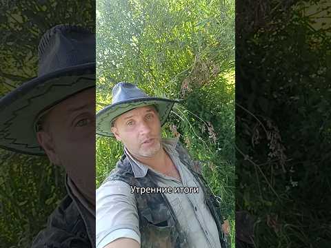 #fishing #рыбалка #улов #карась #неман