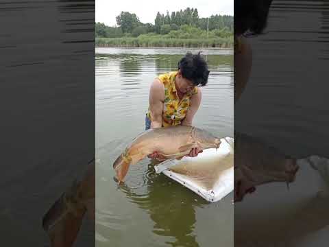 Трофей 13 кг с 18 сектора ?? #carpfishing #рыбалка