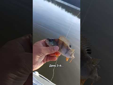 #рыбалка #fishing #неман #окунь #наспиннинг