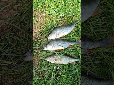 #рыбалка #fishing #спиннинг #окуни #итог